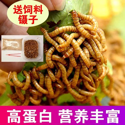 广东面包虫活虫黄粉虫面包虫活种虫金龙鱼石蛙仓鼠蜥蜴画眉鸟饲料