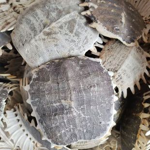 【仁杰老师】甲甲10克