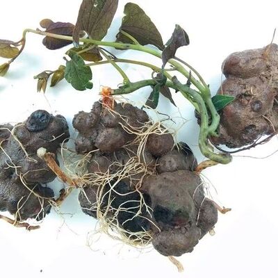 朱砂莲中药材新鲜中药材