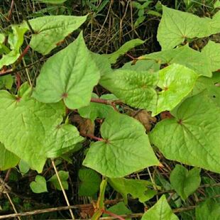 【仁杰老师】野生苦荞颗粒500克