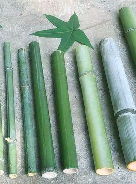 新鲜竹筒天然竹竿小竹子婚庆桌面摆件绿色竹子花艺装饰大小短竹段