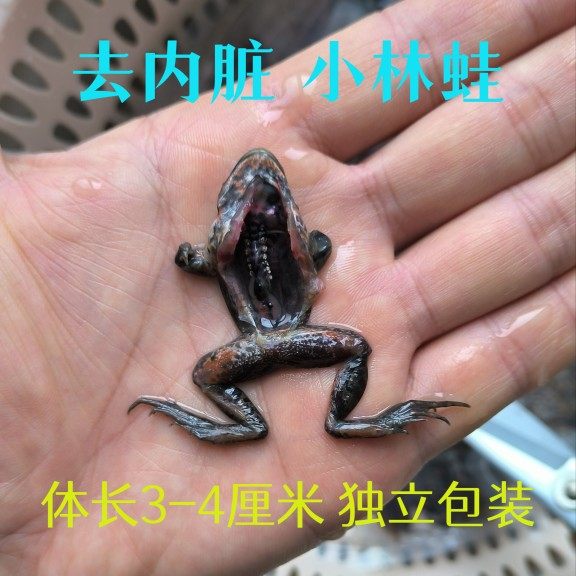 去内脏冷冻林蛙,一包一只,包邮顺丰龙鱼虎鱼雷龙鳄龟肉食鱼饲料