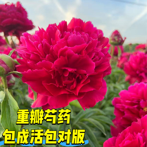 正宗芍药花苗抗寒对版率100%