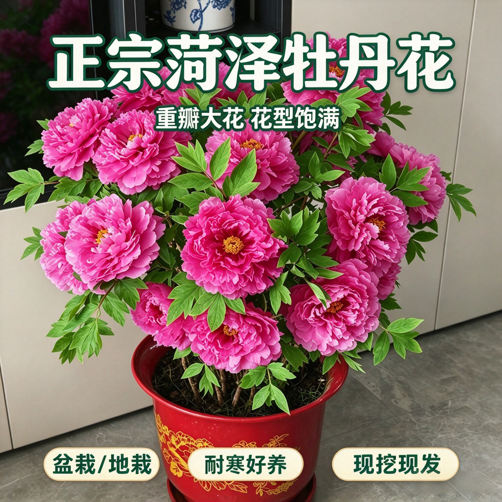 牡丹花苗耐寒重瓣花卉菏泽洛阳绿植北方室内外庭院种植带芽苞大苗