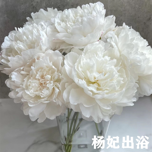 【顺丰速发】芍药杨妃出浴鲜花重瓣大花高品质水养手捧花大花苞