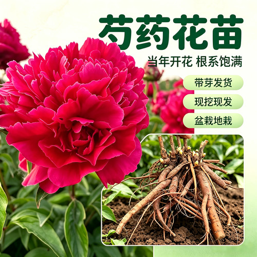 正宗芍药花苗抗寒对版率100%