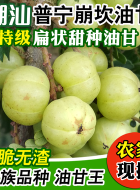 潮汕普宁崩坎甜油甘新鲜油甘果牛甘果余甘果滇橄榄甜种柿饼甜油柑