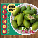 潮汕村长甜种橄榄适合煲汤 现摘香榄新鲜青橄榄檀香青果甜种二号
