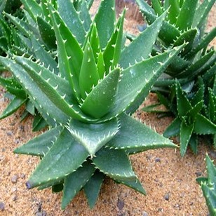 绿萝卢荟盆栽 净化空气的室内植物吊兰真花卉去甲醛四季卧室芦荟