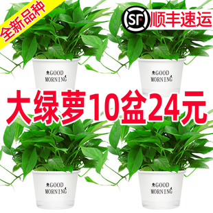 绿萝盆栽花卉植物室内吸除甲醛净化空气长藤垂吊兰大绿箩水培绿