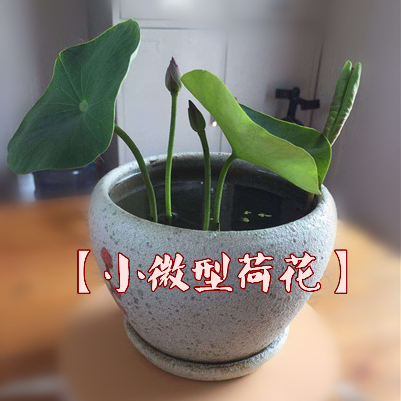 水培精品散装多年生碗莲荷花种子种根复瓣 经典单瓣 多色复型荷花