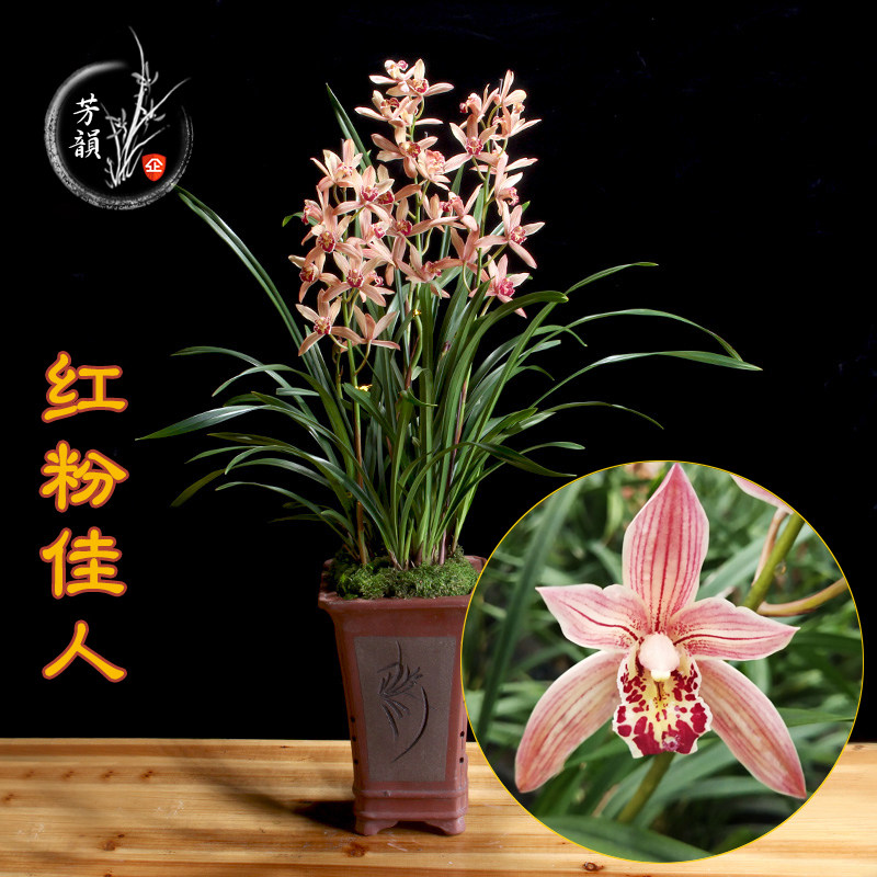 红粉佳人 花卉兰花苗四季建兰浓香带花苞植物室内阳台好养盆栽