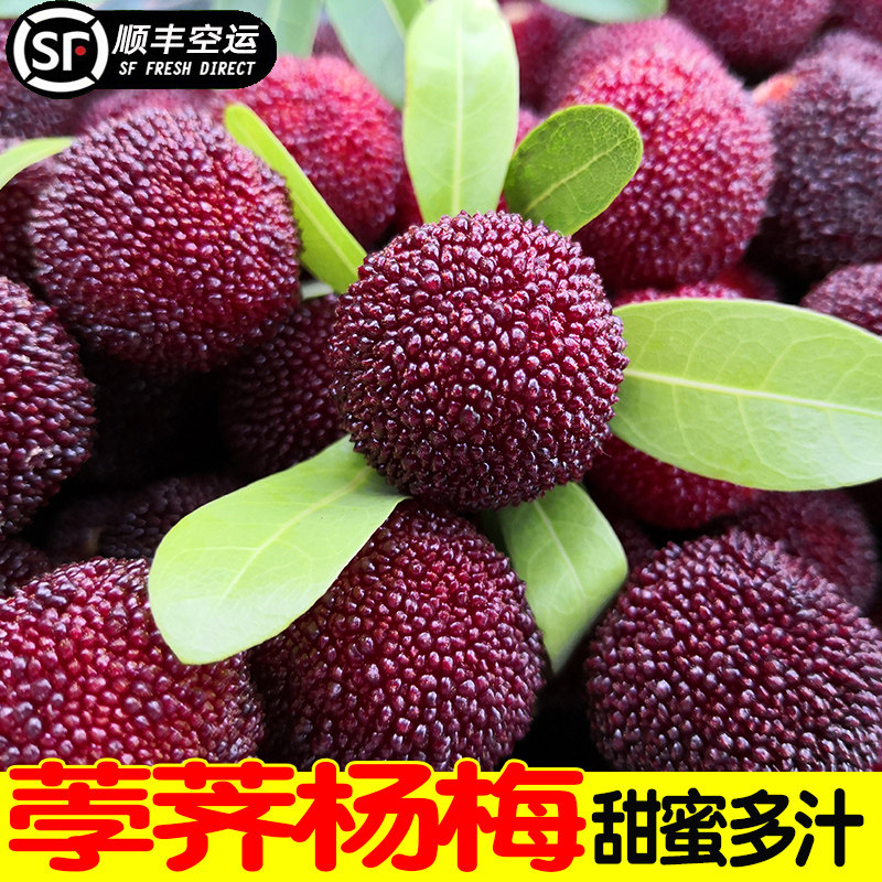 仙居荸荠大杨梅新鲜农家特级现摘现发当季时令孕妇水果顺丰