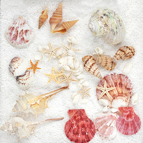 天然贝壳海星套装淘宝ins风饰品