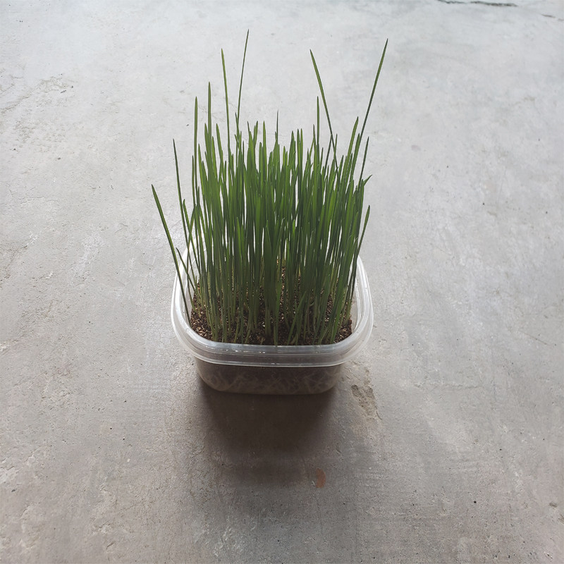 猫咪猫草水培养托盘栽种种植有机盒催吐毛球益肠洁齿新疆包邮