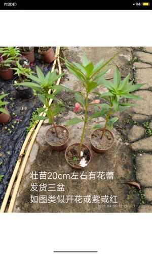 观察凤仙花指甲花盆栽 货到死苗免费补发