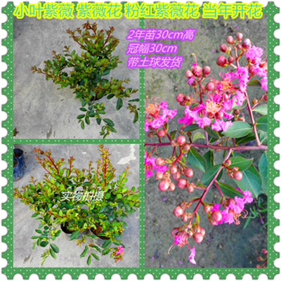 30天死苗补发细叶紫薇花树苗盆栽 小叶紫薇紫薇花苗花卉