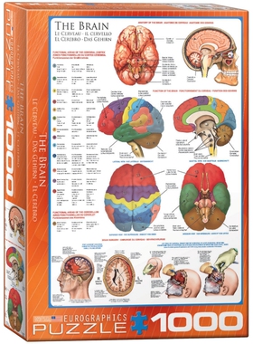 Eurographics 加拿大进口成人拼图人体大脑结构 心脏结构 1000片