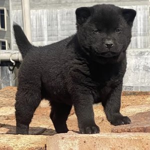 五黑犬纯种幼犬正宗广西五黑犬中华田园犬五黑犬空运包活健康寄养