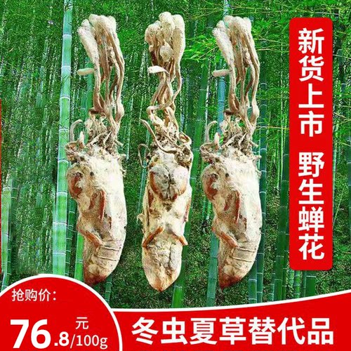 新货100克正品竹林虫草金蝉花