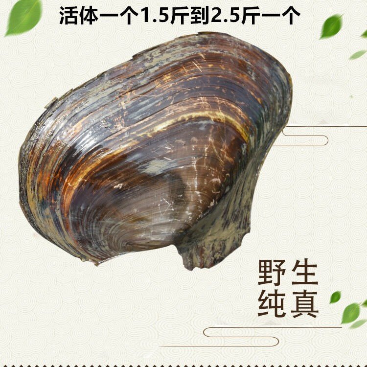 微山湖新鲜淡水野生河蚌肉活体现杀去壳去肠生鲜冷冻品蚌净肉三斤