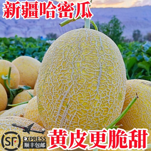 新疆黄皮哈密瓜更甜更脆