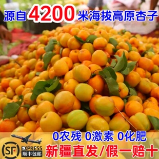 新疆红杏现摘金杏英吉沙杏色买提杏子新鲜特甜水果喀什黄杏油杏