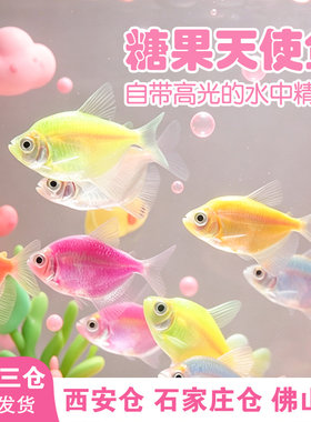 2026新款小清新糖果七彩天使鱼观赏鱼小型家养高颜值耐活好养小鱼