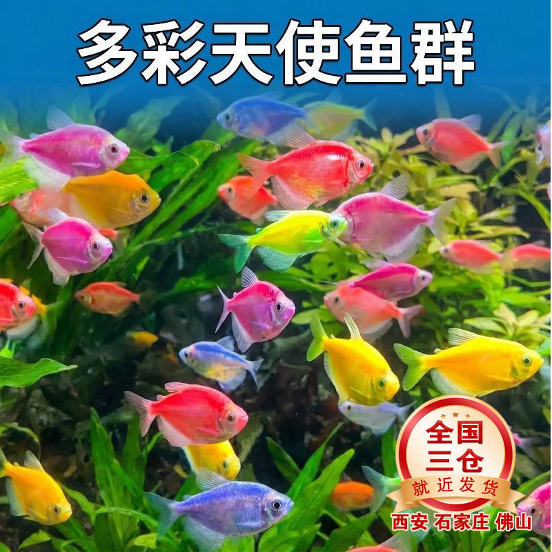 多彩糖果天使鱼好养耐活天使鱼大号热带鱼好养耐活淡水小鱼缸群游