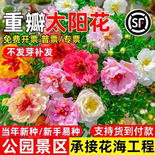 重瓣太阳花种籽易开花公园小区庭院别墅花籽野花组合花海花种子