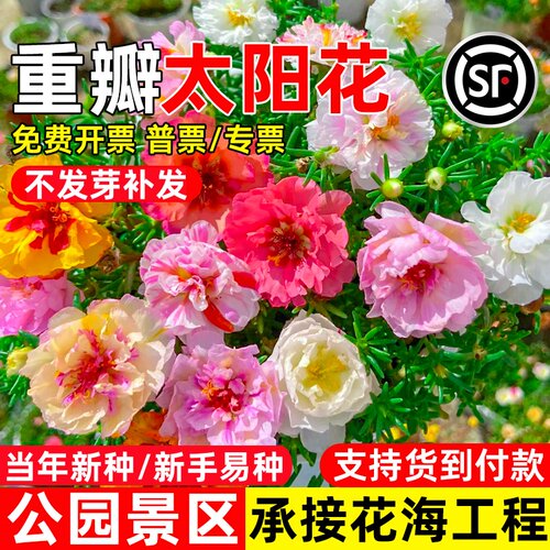 重瓣太阳花种籽易开花公园小区庭院别墅花籽野花组合花海花种子