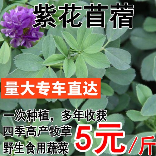 紫花苜蓿草种子多年生鸡鸭鹅