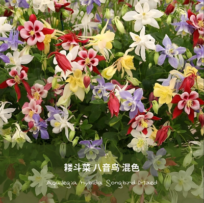 多年生宿根耐寒花卉猫爪花种子