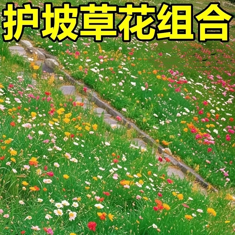 护坡野草花混合适合山体喷播草籽种四季耐寒耐干旱固土护坡混播籽