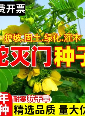 蛇灭门种子凤凰草驱虫奇花户外