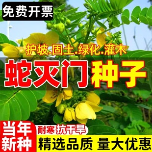 蛇灭门种子凤凰草驱虫奇花户外驱蛇草望江南种子庭院盆栽四季种植