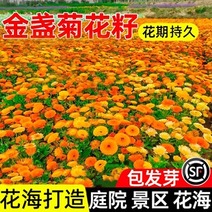 金盏菊花种籽四季种植庭院公园景区花海庭院别墅野花组合种子花籽