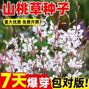 山桃草种子千鸟花种籽白蝶草阳台盆栽易种开花易活玉蝶花种籽
