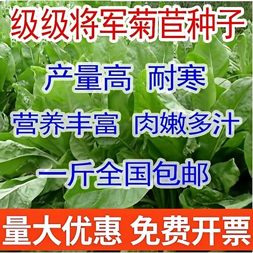 将军肥猪牧草种子爱吃菊苣