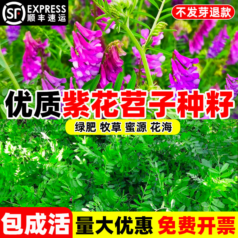 果园绿肥种子光叶紫花苕子毛苕子箭舌野豌豆蜜源草籽草种绿肥种籽