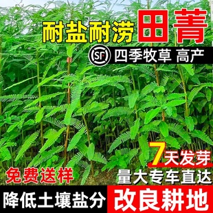 田菁种子碱青涝豆草籽耐贫瘠土壤改良果园绿肥耐盐耐碱草种籽牧草