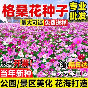 波斯菊花种子格桑花种籽七彩野花组合花籽公园小区花海景区耐贫瘠