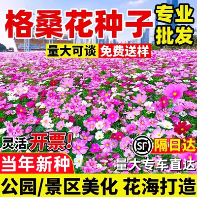 波斯菊花种子格桑花种籽七彩野花组合花籽公园小区花海景区耐贫瘠