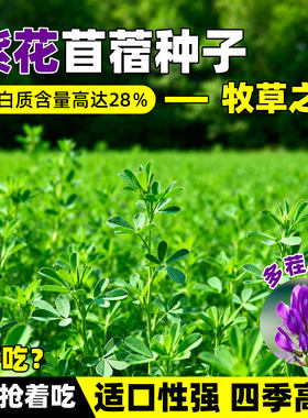 大叶苜蓿进口紫花木须种子牛羊饲料食用芽苗菜木须菜牧草秋播
