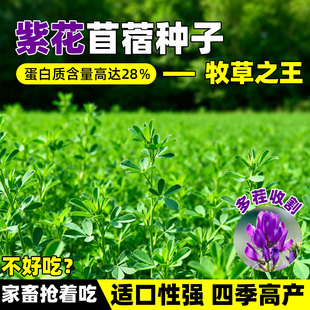 大叶苜蓿进口紫花木须种子牛羊饲料食用芽苗菜木须菜牧草秋播