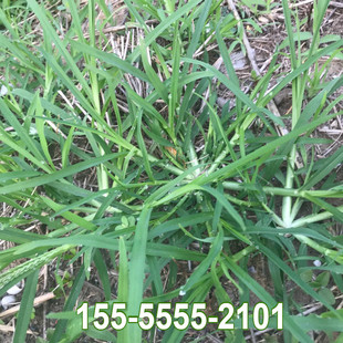 老驴拽护坡绿化混合草籽 牧草种子 中草药种子 野草 杂草 牛筋草