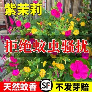 紫茉莉种子籽夜来香草茉莉地雷花籽庭院景观绿化盆栽种孑四季播种