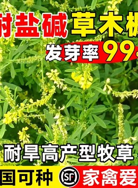 草木犀黄花苜蓿多年生牧草种子