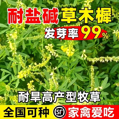 草木犀黄花苜蓿多年生牧草种子
