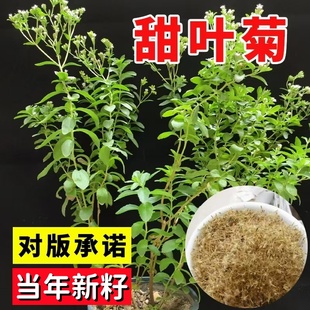 甜叶菊种籽甜菊香草蔬菜花种籽子阳台庭院室内外四季播种开花花卉